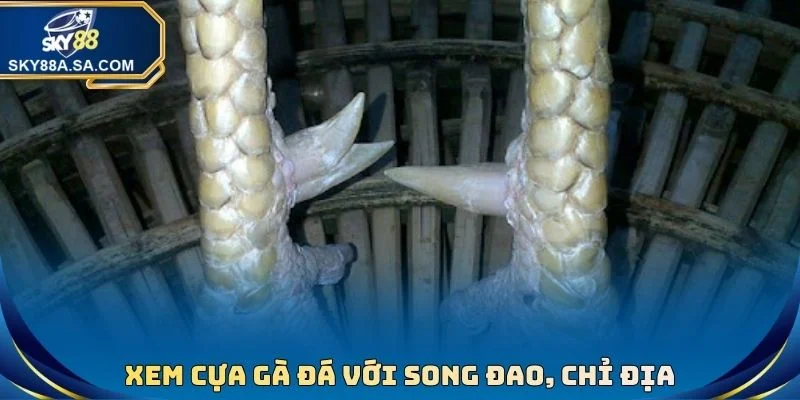 Xem cựa gà đá với Song Đao, Chỉ Địa