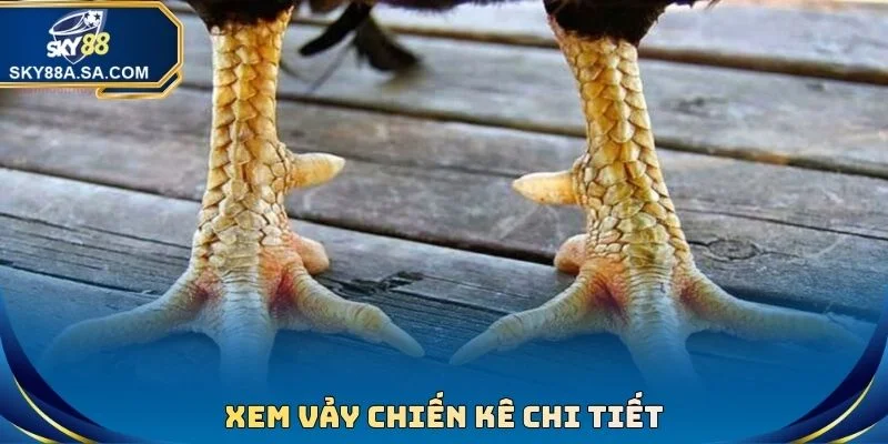 Xem vảy chiến kê chi tiết
